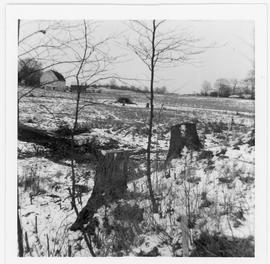 Tree stumps on Hartley's property to north east of garage