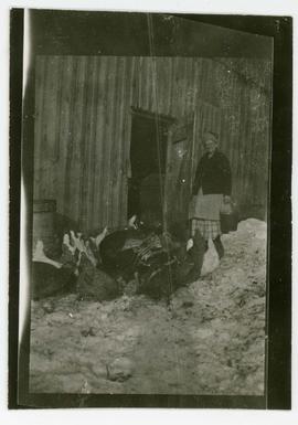 Photograph of woman at barn with hens, also a negative