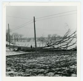 Big elm on lot just after it was cut down